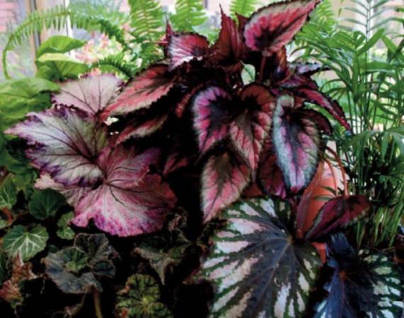 01 Learn with Masters REX Begonia