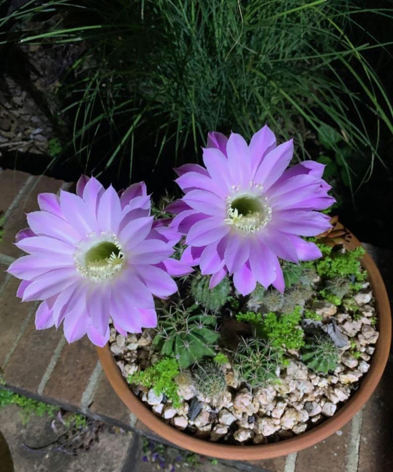 Hedgehog Cactus with purple-color flowers which bloom at night