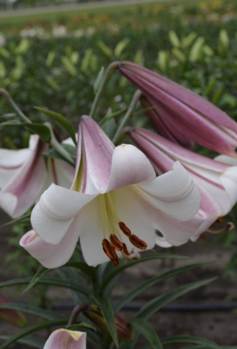 Easter Lily symbolic of Resurrection of christ 'Easter Morn' hybrid