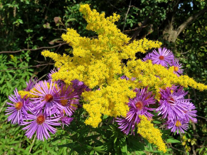 Fall Aster and Goldenrod