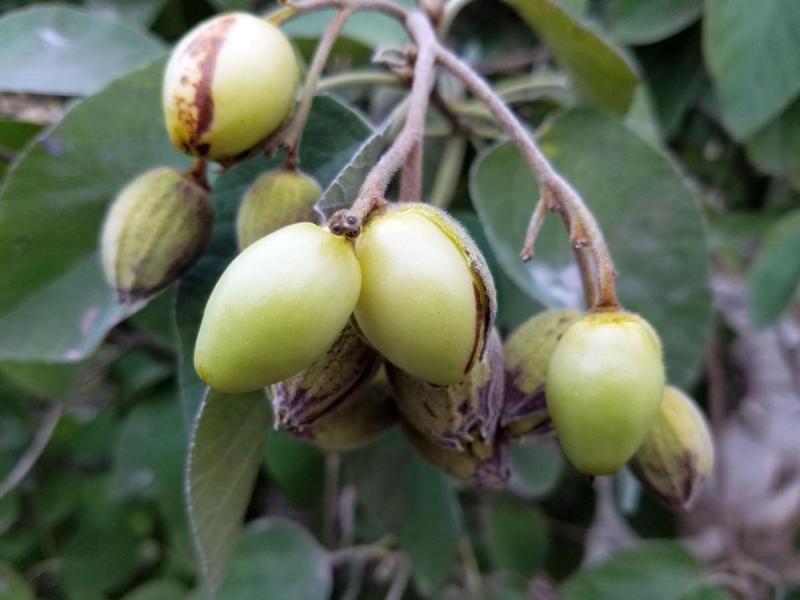 Edible Mexican Olives