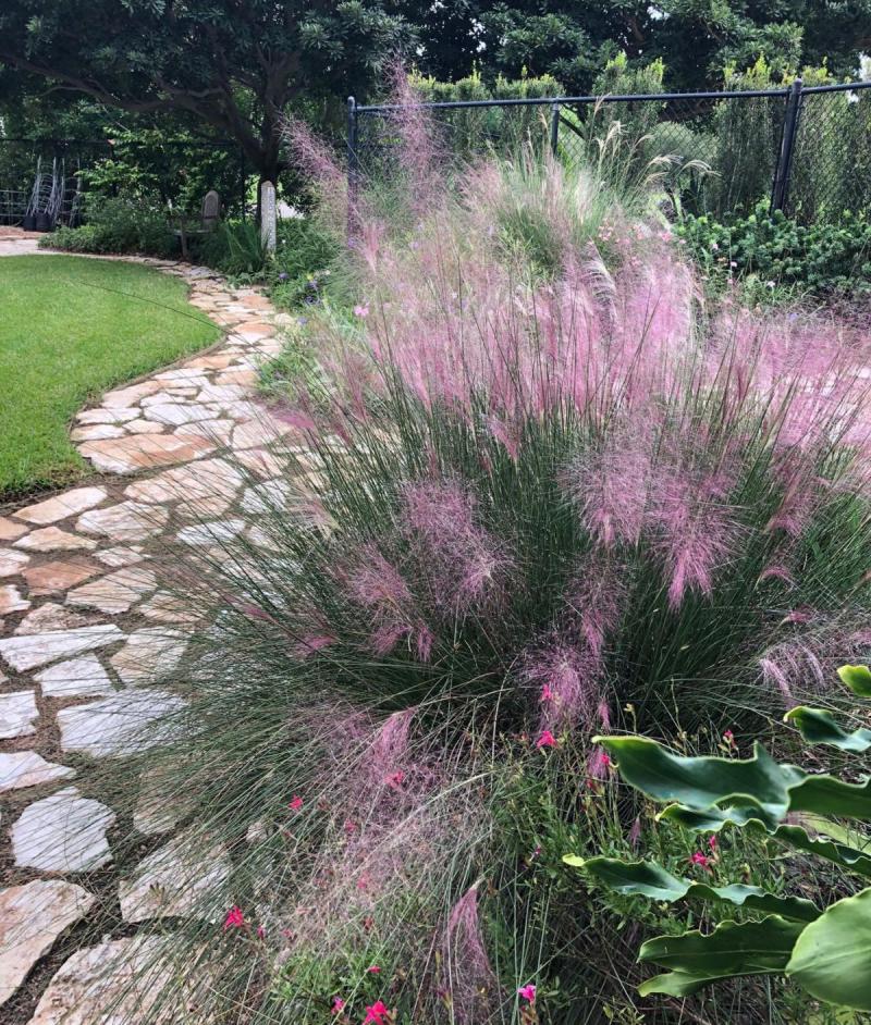 Foundation plants in coastal prairie gardens