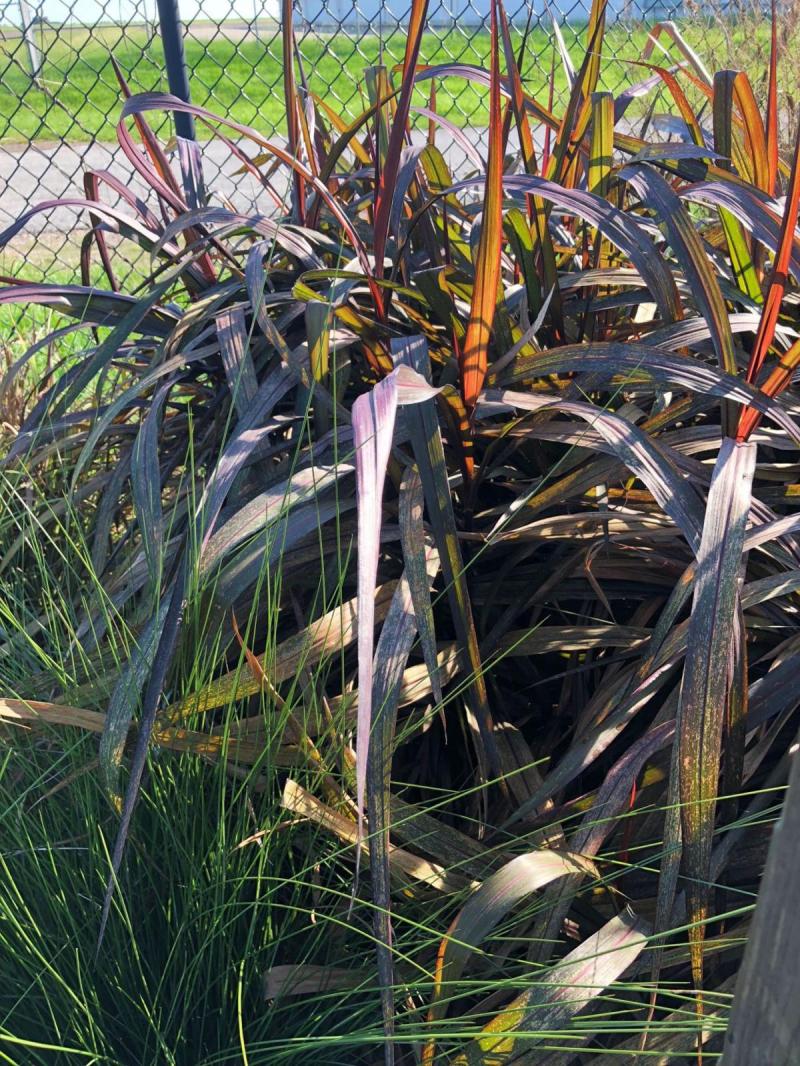 'Princess Caroline' Napier Grass