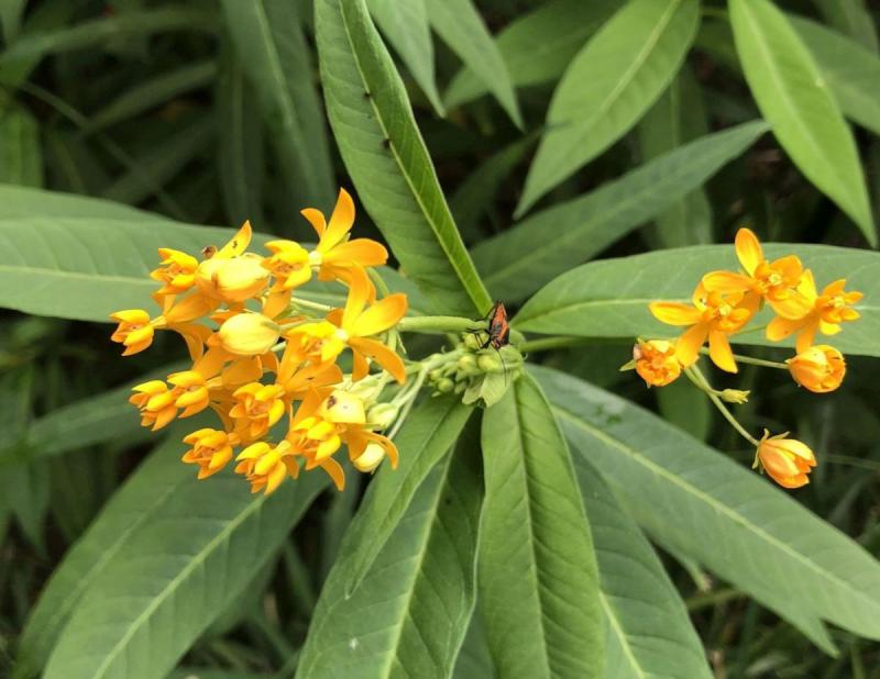 Yellow Butterfly Milkweed