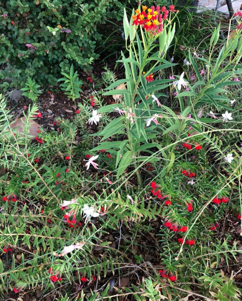 Bed spotted with perennial color