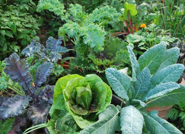 Various Kale and Cabbage