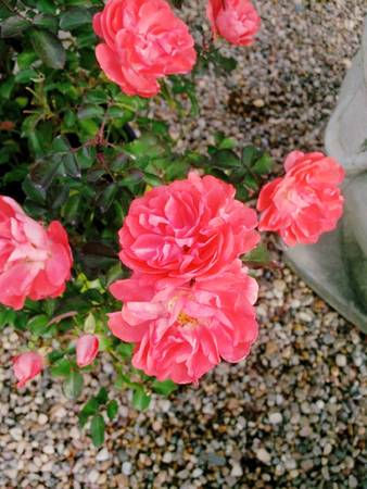 Pink Drift rose flowers double