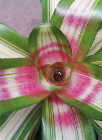 Bromeliads Neoregelia tricolor