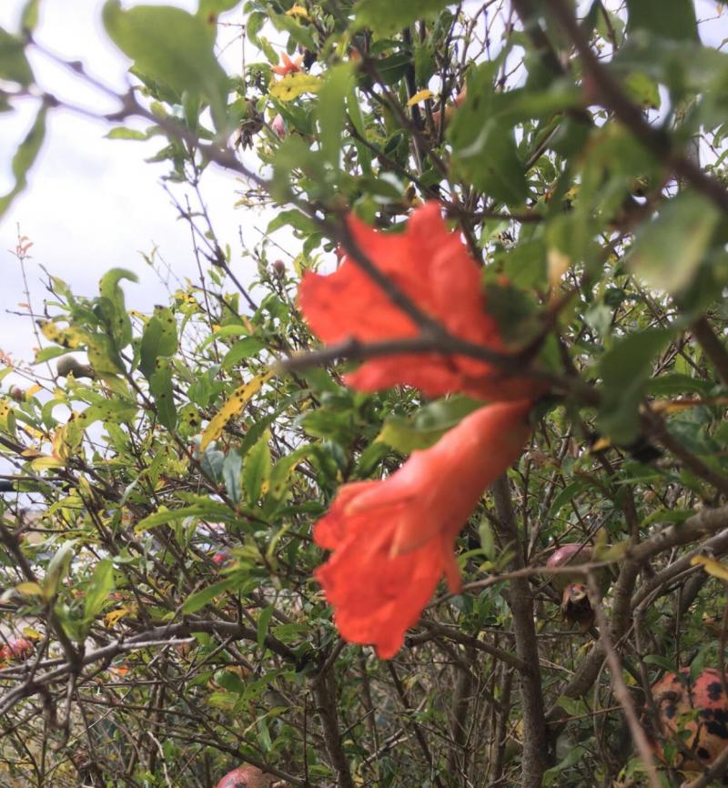 Pomegrante flower