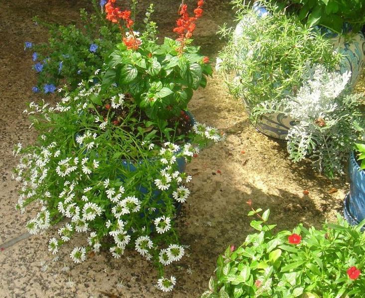 Red Salvia, Blue Daze and White Fanflower