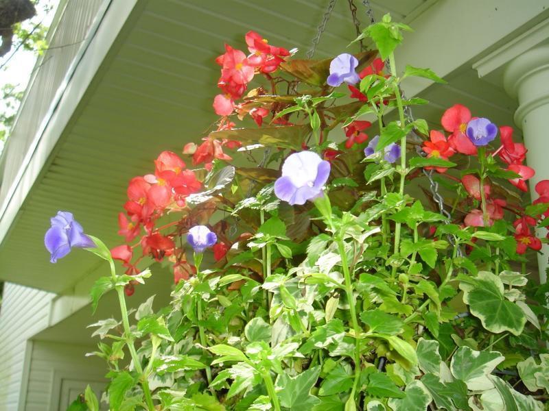 Blue Torenia with Red Begonia and Variegated Ivy