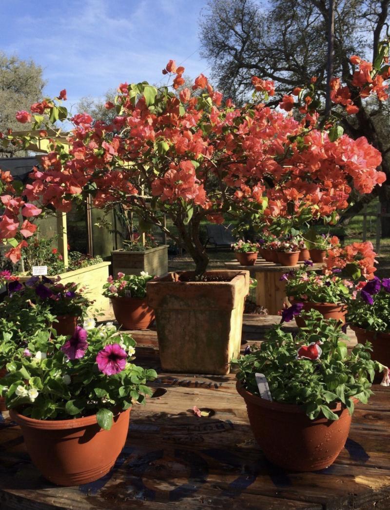 West Farms Tropical Haven for Bougainvilleas
