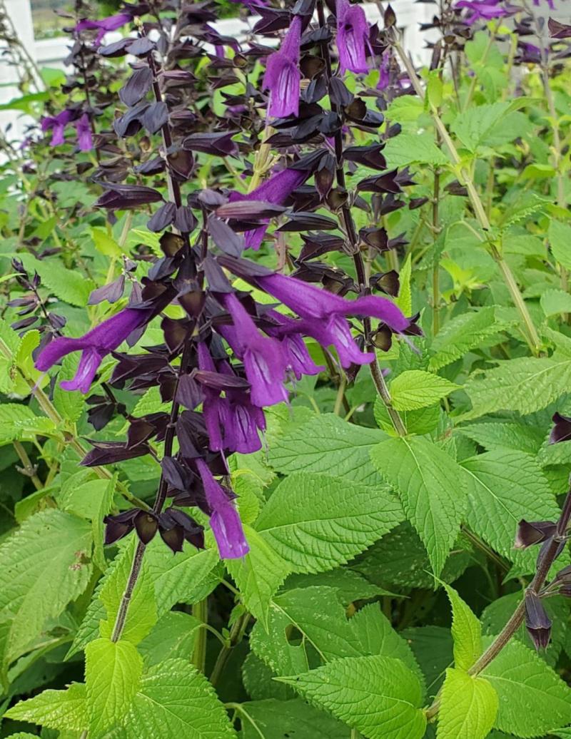 Salvia 'Amistad' with very large, tubular purple flowers