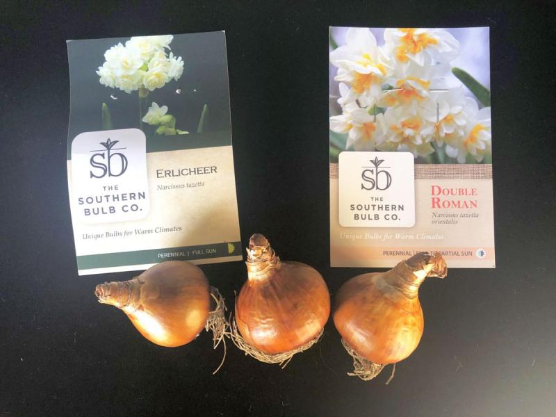 Narcissus bulbs from Southern Bulbs
