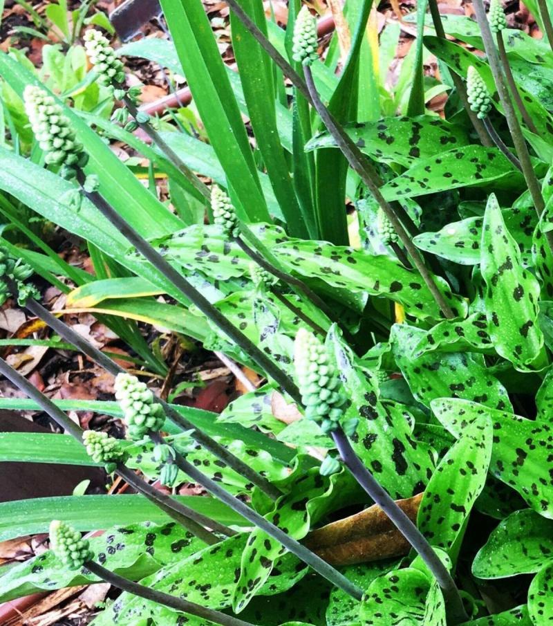 African Hosta with early summer blooms