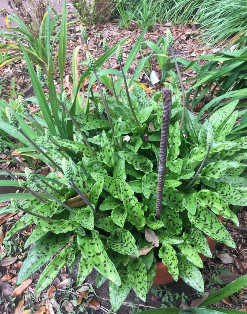 African Holsta leaves from underground bulbs