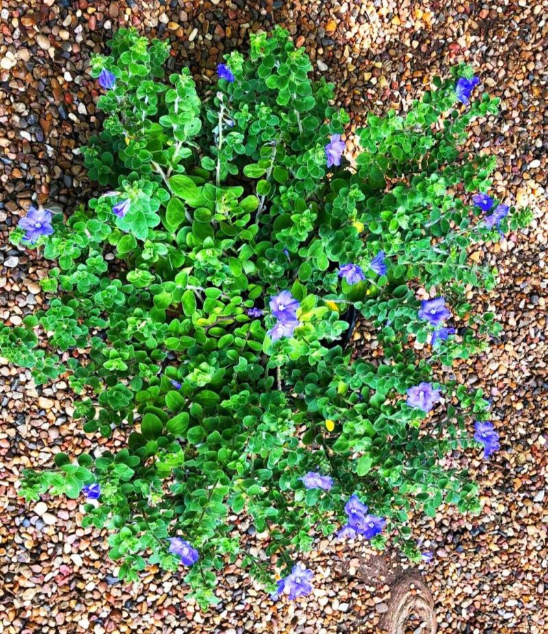 'Blue My Mind' variety  makes ground cover in a rock garden setting