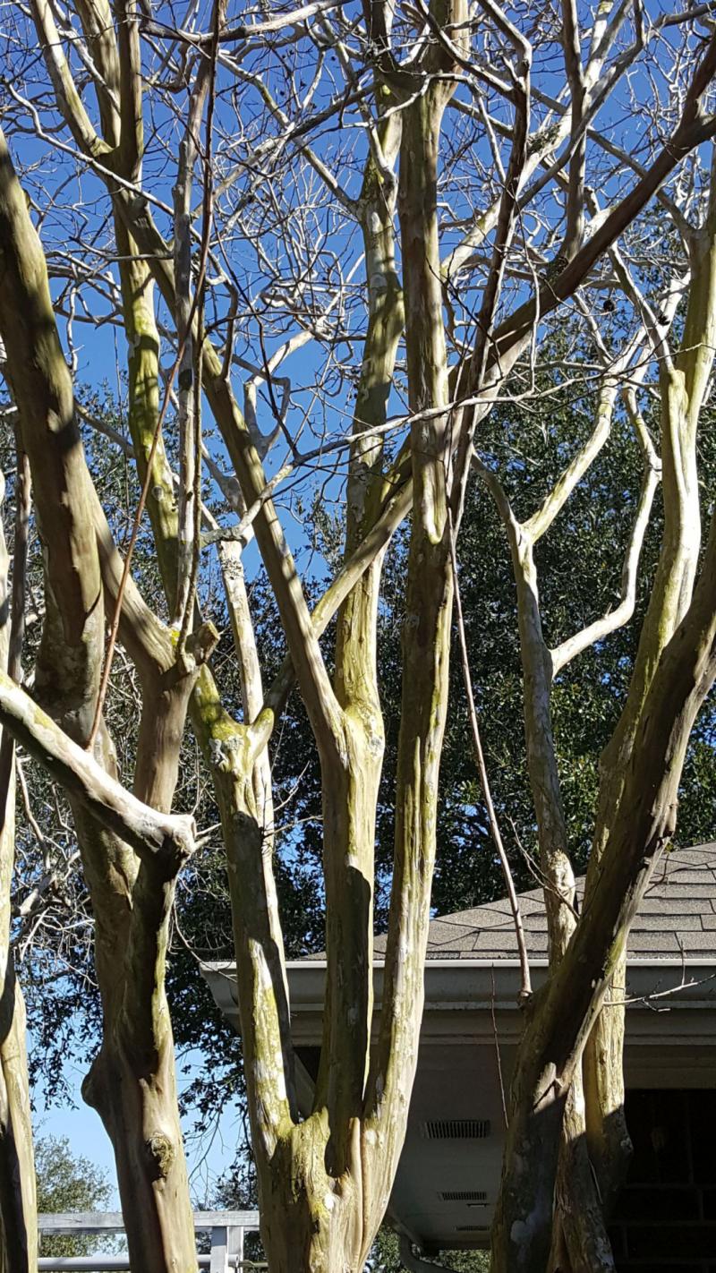 Pruning branches with atypical form
