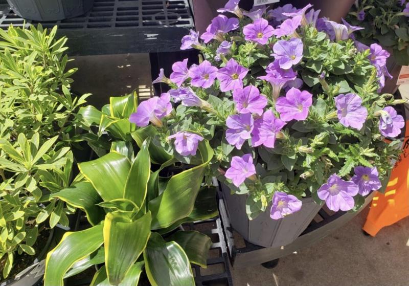 Petunias come in a variety of colors.