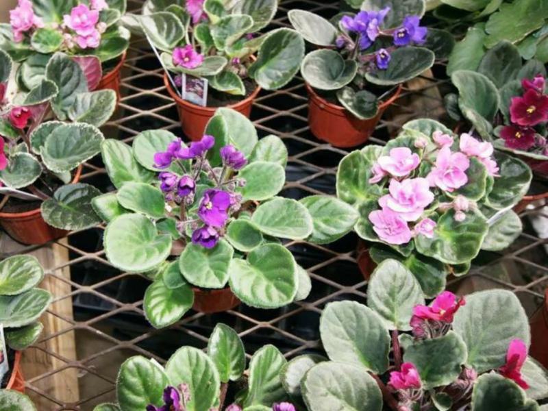 African Violet plants displayed in a greenhouse