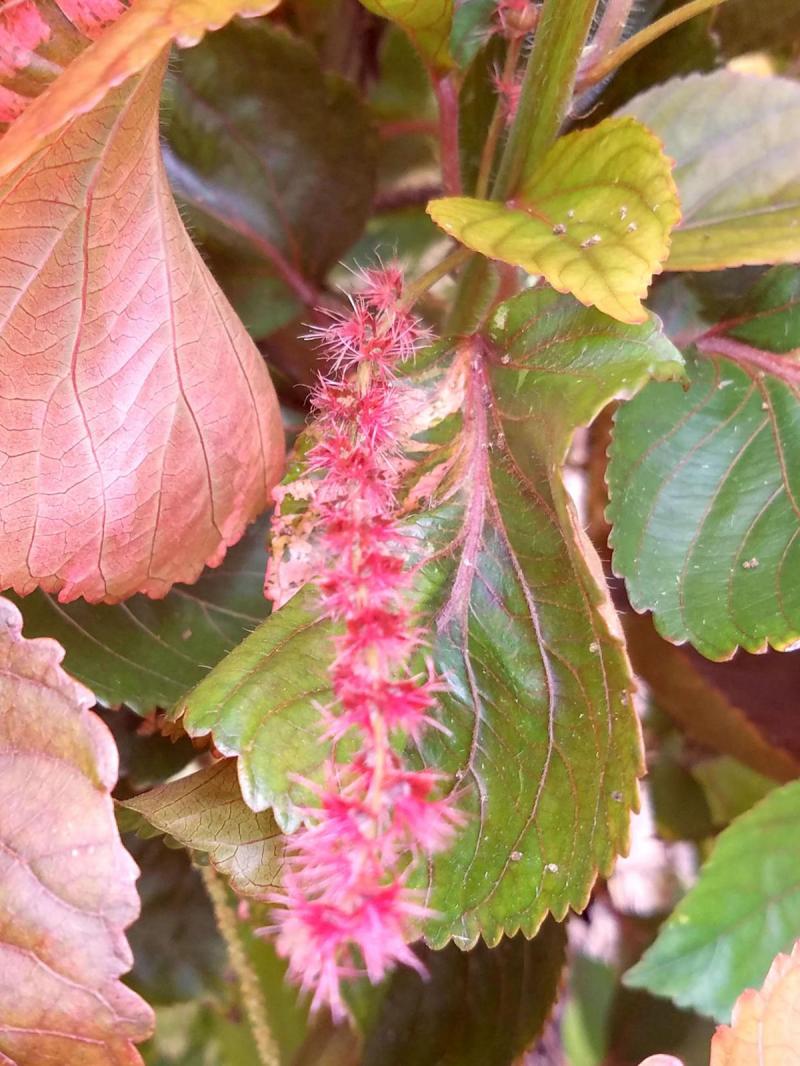 Copper Plant Bloom or Catkin