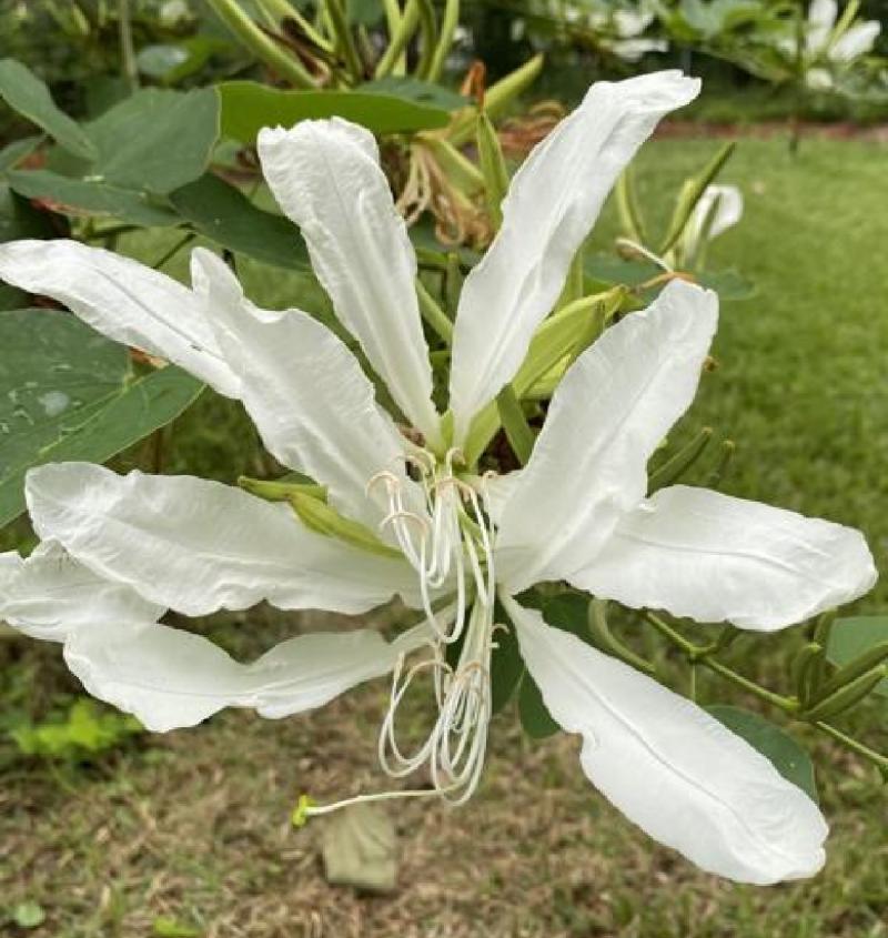 White Orchid Tree Bauhinia aculeata