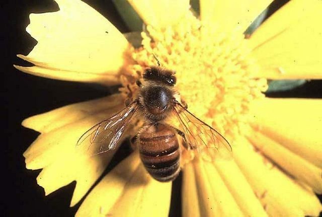 Pollinator bees
