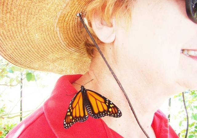 Monarch butterfly on Linda Hartman