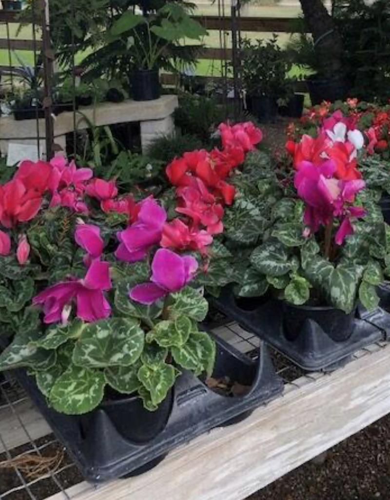 Cyclamen provide a vibrant display when grouped together
