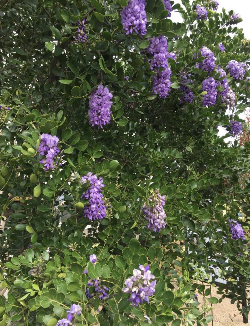 Texas Mountain Laurel with lavender aromatic scent