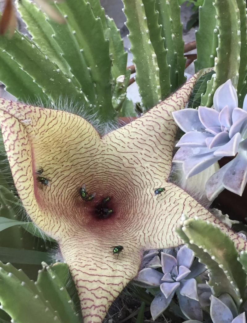 Starfish Cactus smell of decaying flesh attracts flies
