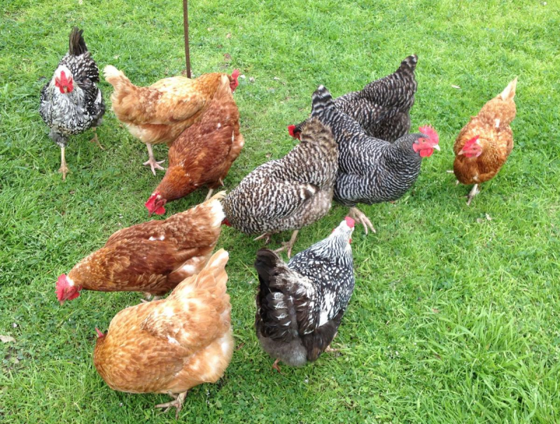 Pros and cons of having chicken in your own yard.