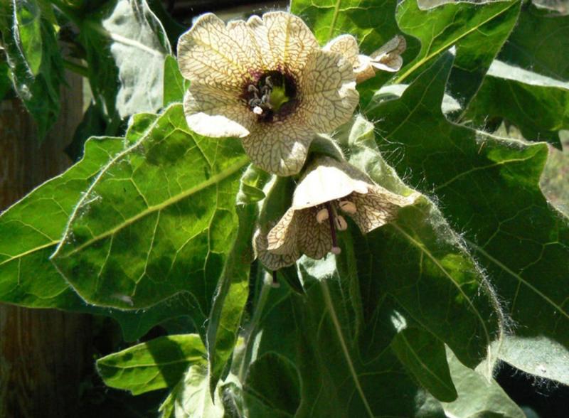 Black Henbane could cause death when ingested