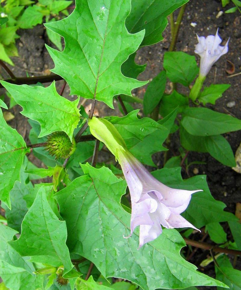 Jimson Weed causes craziness and can be debilitating