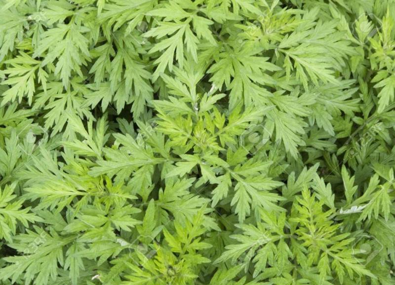 Wormwood or Artemesia absinthium cause hallucinations if overly consumed