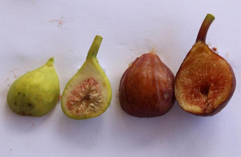 Immature to ripe fig