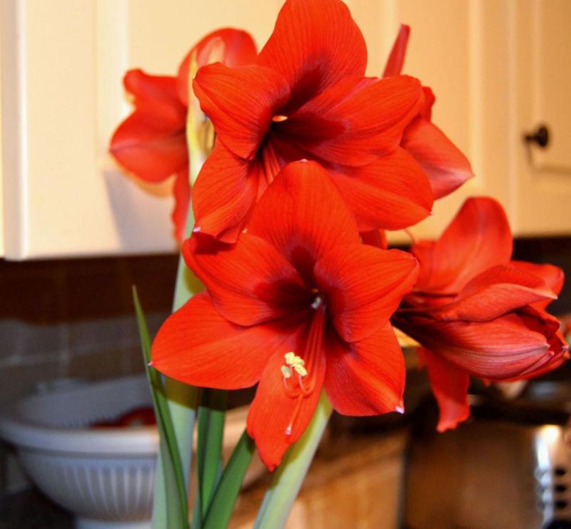 Red Amaryllis can be spectacular for Valentine's Day as well as Christmas