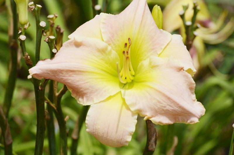 'One Step Beyond' daylily at VEG (photo by Virginia Ruschhaupt)