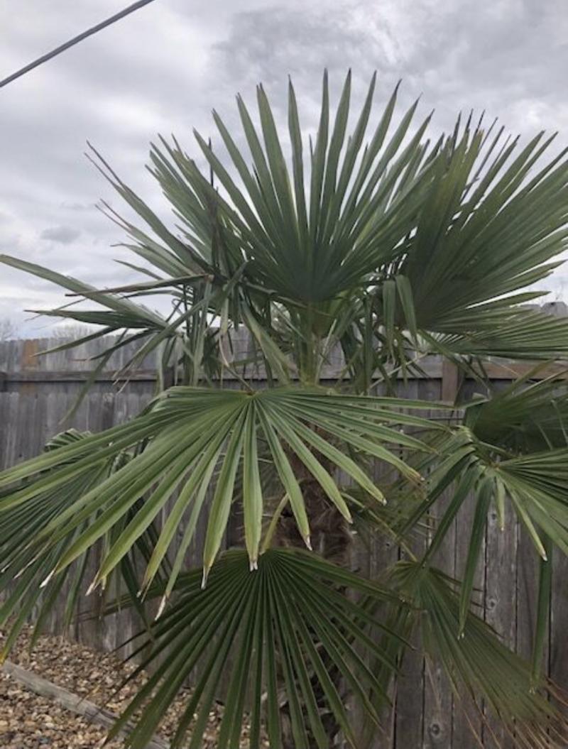 Windmill Palm that survived Feb 2021 freeze
