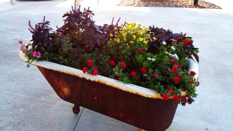 Choose plants with similar sun and water needs for large containers