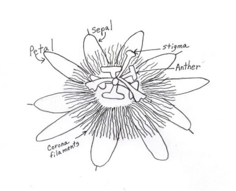 Drawing of Passionflower with parts labeled