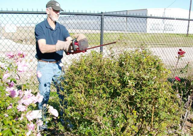 Jerome Janak pruning antique rose bush at VEG
