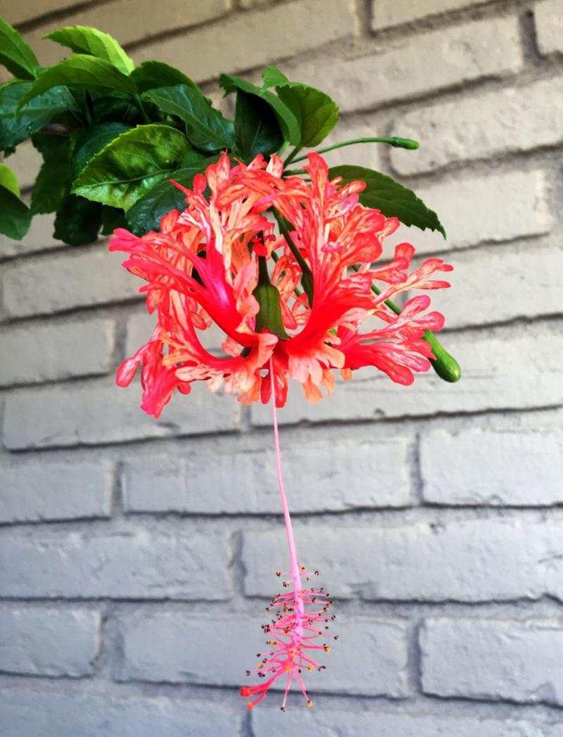 Bloom of Chinese Lantern Hibiscus