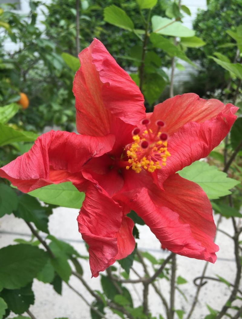 Tropical Chinese Hibiscus, Hibiscus rosa-sinensis