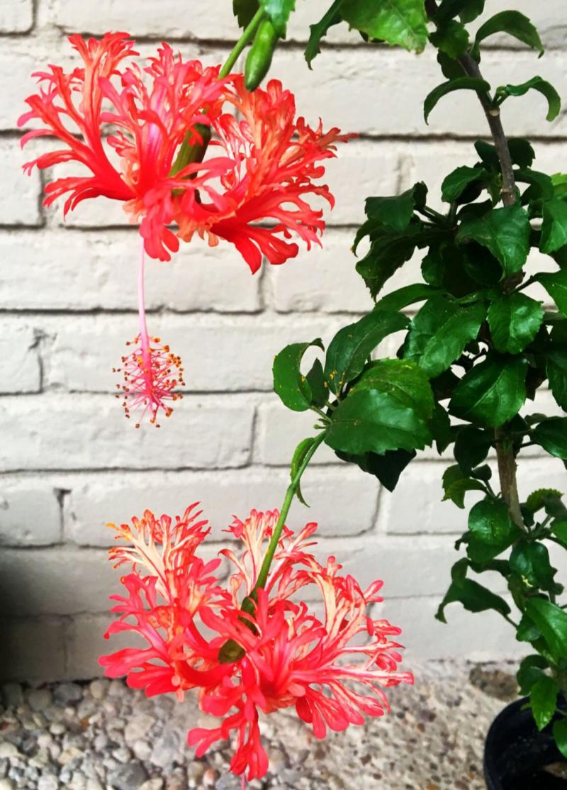 Hibiscus schizopetalus with variegated color and frilly petals