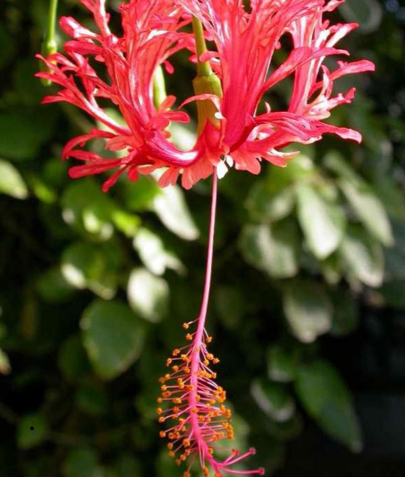 Chinese Lantern Hibiscus, Hibiscus schizopetalus 