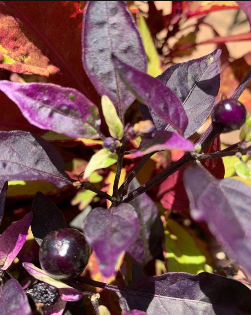 Round purple fruit of 'Purple Flash' ornamental pepper