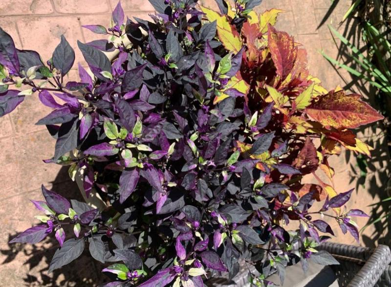 Purple Flash Pepper adapts well to containers