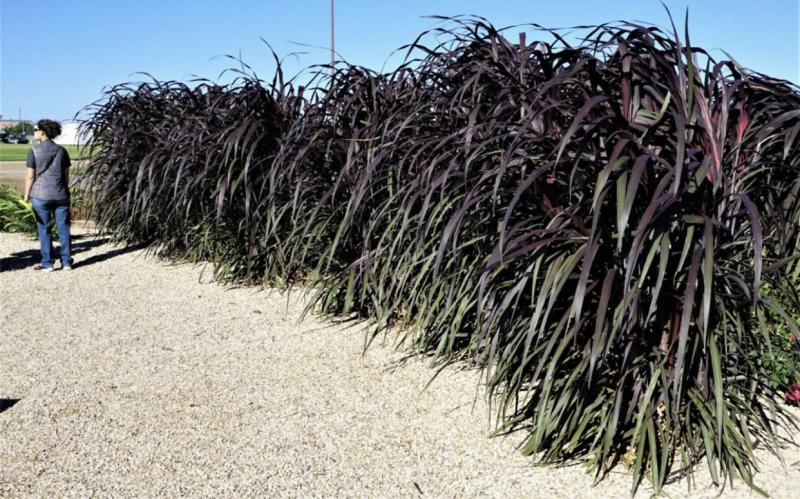 'Black Stockings' Napier Grass