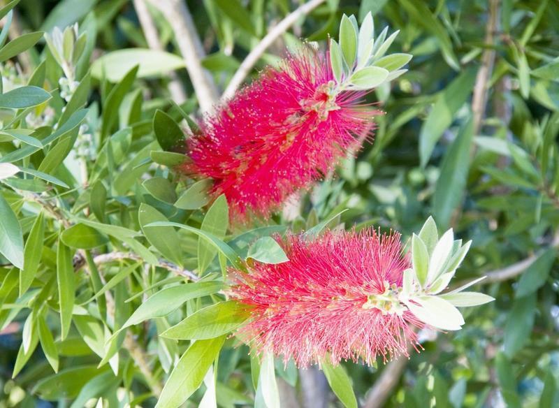 Bottlebrush in garden at Kauffman Home in Lakes of Colony Creek